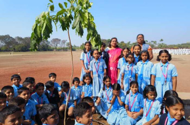 Tree Plantation