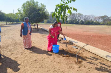 Tree Plantation